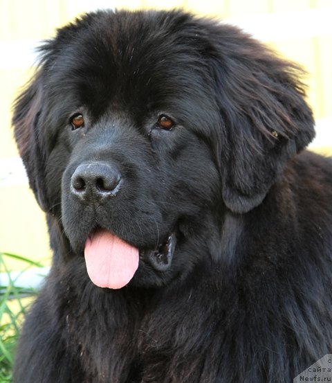 Фото: ньюфаундленд Особа Статная из Медвежьего Яра