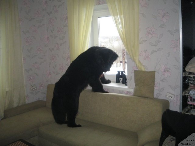 Фото: ньюфаундленд Дар Свезы Юника Сагитта (Dar Svezy Unika Sagitta)