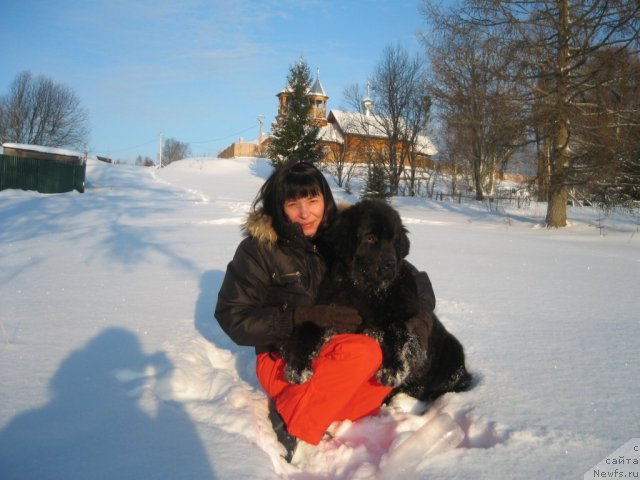 Фото: ньюфаундленд Дар Свезы Юника Сагитта (Dar Svezy Unika Sagitta), Ирина Бубнова