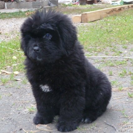 Фото: ньюфаундленд Супер Премиум Италия