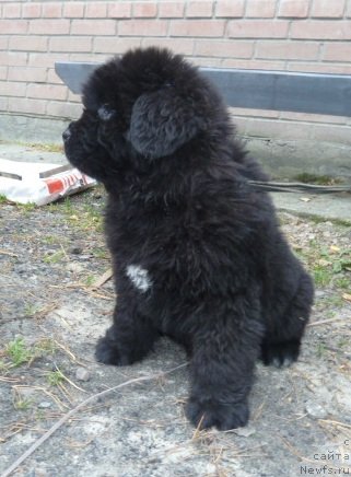 Фото: ньюфаундленд Супер Премиум Италия