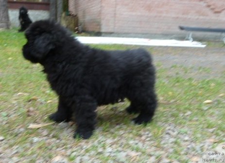 Фото: ньюфаундленд Супер Премиум Италия