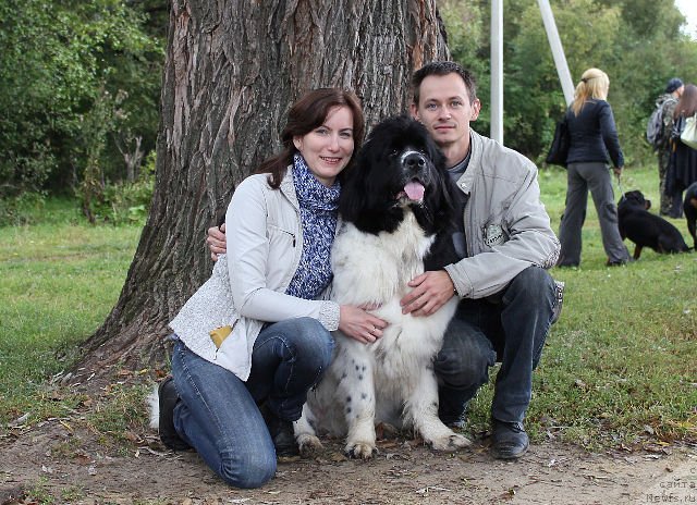 Фото: ньюфаундленд Супер Премиум Есения