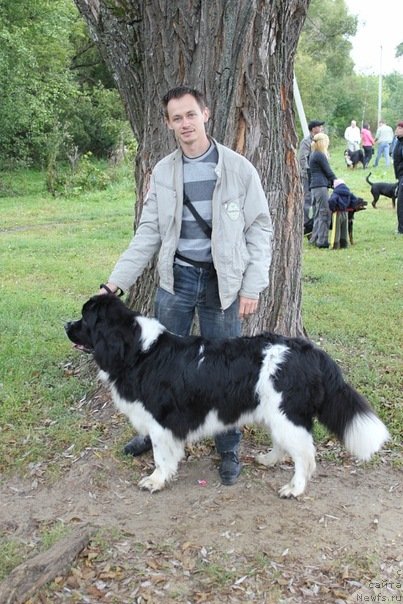 Фото: ньюфаундленд Супер Премиум Есения