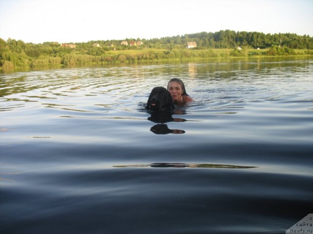Фото: ньюфаундленд Дар Свезы Юника Сагитта (Dar Svezy Unika Sagitta), Ирина Бубнова