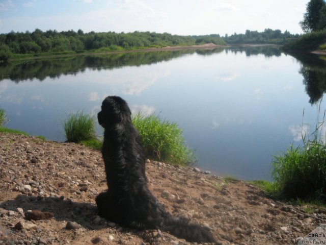 Фото: ньюфаундленд Дар Свезы Юника Сагитта (Dar Svezy Unika Sagitta)