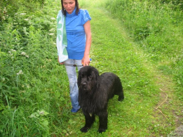 Фото: ньюфаундленд Дар Свезы Юника Сагитта (Dar Svezy Unika Sagitta), Ирина Бубнова