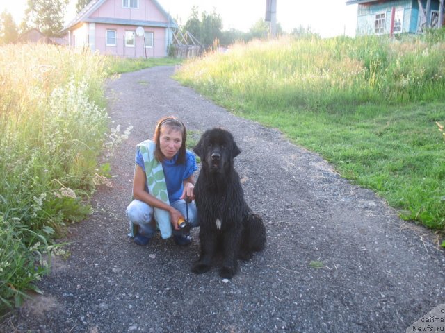 Фото: ньюфаундленд Дар Свезы Юника Сагитта (Dar Svezy Unika Sagitta)