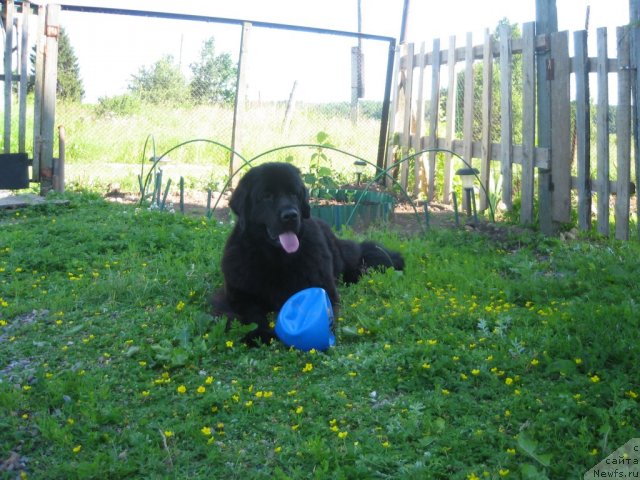 Фото: ньюфаундленд Дар Свезы Юника Сагитта (Dar Svezy Unika Sagitta)