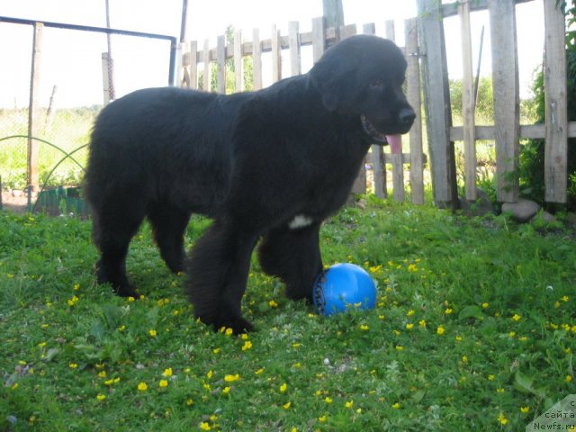 Фото: ньюфаундленд Дар Свезы Юника Сагитта (Dar Svezy Unika Sagitta)