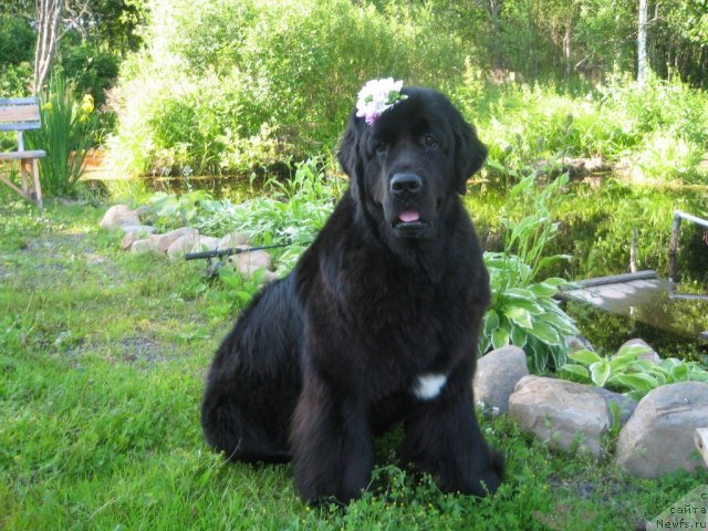 Фото: ньюфаундленд Дар Свезы Юника Сагитта (Dar Svezy Unika Sagitta)