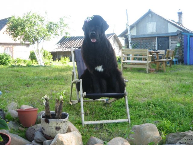 Фото: ньюфаундленд Дар Свезы Юника Сагитта (Dar Svezy Unika Sagitta)