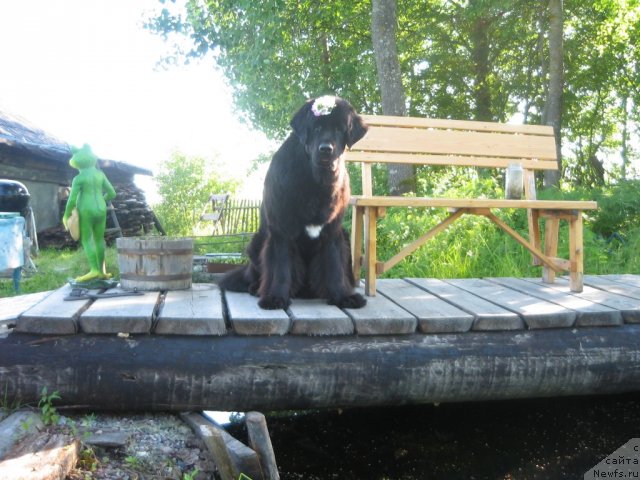 Фото: ньюфаундленд Дар Свезы Юника Сагитта (Dar Svezy Unika Sagitta)