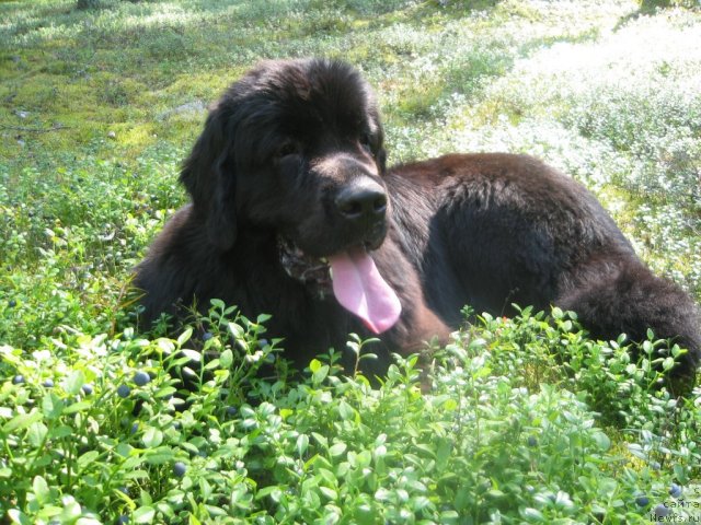 Фото: ньюфаундленд Дар Свезы Юника Сагитта (Dar Svezy Unika Sagitta)