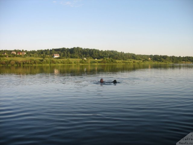 Фото: ньюфаундленд Дар Свезы Юника Сагитта (Dar Svezy Unika Sagitta)