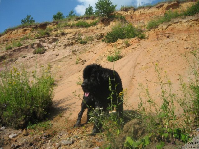 Фото: ньюфаундленд Дар Свезы Юника Сагитта (Dar Svezy Unika Sagitta)