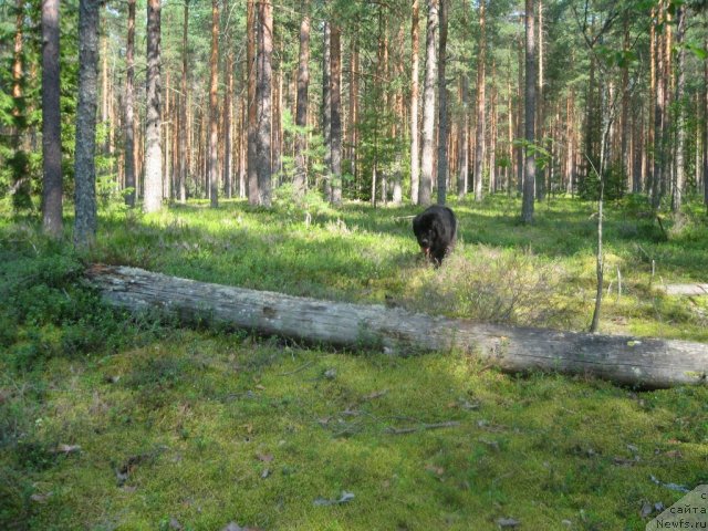 Фото: ньюфаундленд Дар Свезы Юника Сагитта (Dar Svezy Unika Sagitta)
