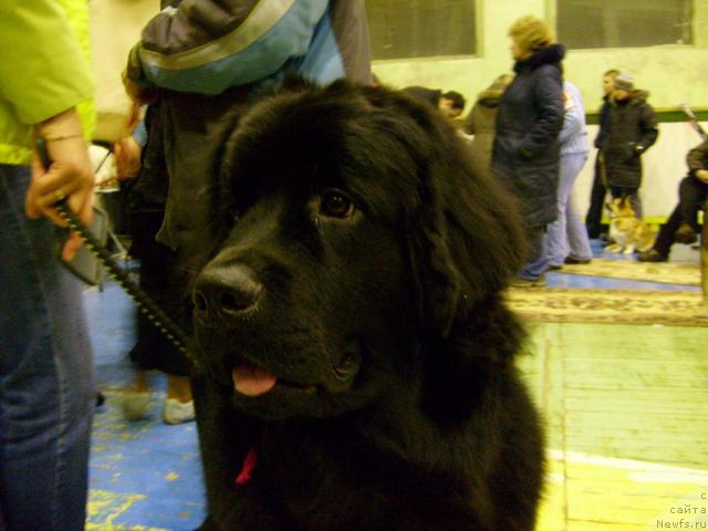 Фото: ньюфаундленд Ай Лав Рич (Ai Love Rich)