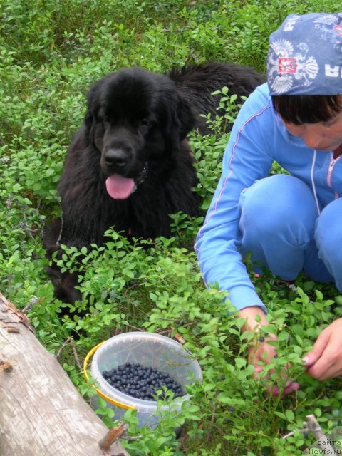 Фото: ньюфаундленд Дар Свезы Юника Сагитта (Dar Svezy Unika Sagitta)