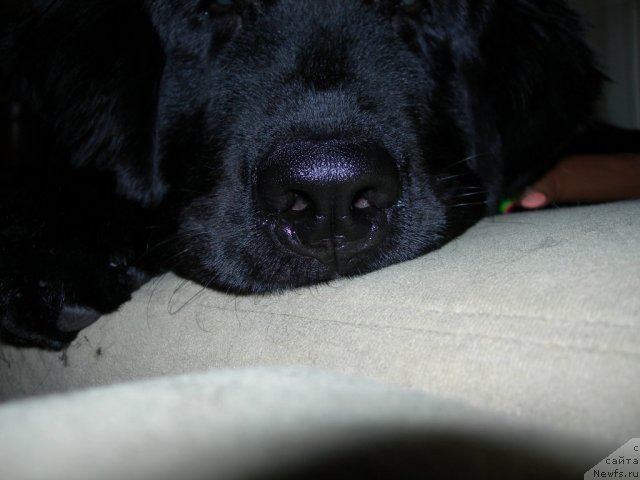 Фото: ньюфаундленд Дар Свезы Юника Сагитта (Dar Svezy Unika Sagitta)