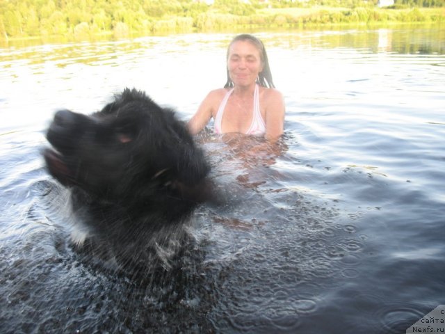 Фото: ньюфаундленд Дар Свезы Юника Сагитта (Dar Svezy Unika Sagitta)