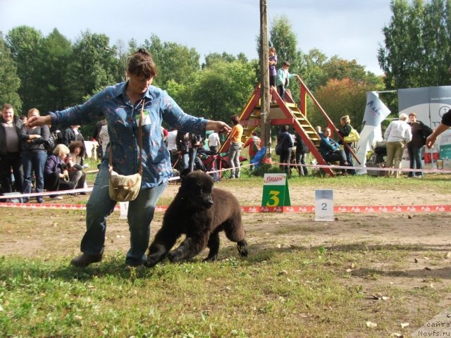 Фото: ньюфаундленд Плюшевая Панда Урмас (Plushevaya Panda Urmas)