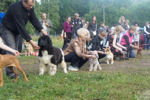 Фото: ньюфаундленд Плюшевая Панда Улыбка Леди Шарм (Plushevaya Panda Ulybka Ledi Scharm)