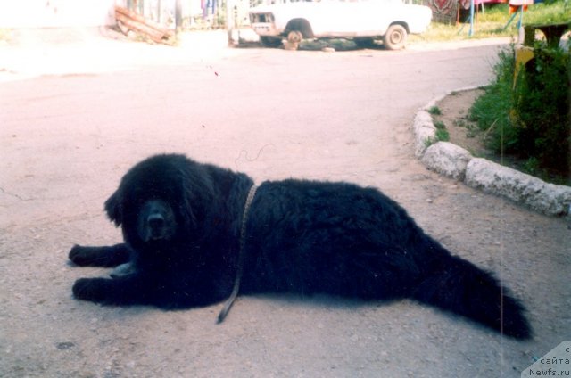 Фото: Алекс(1994-2006гг.)