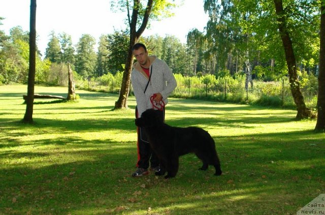 Фото: ньюфаундленд Сент Джонс Хендсел фо Ми (Sent Djons Handsel for Me), Александр Розенфельд