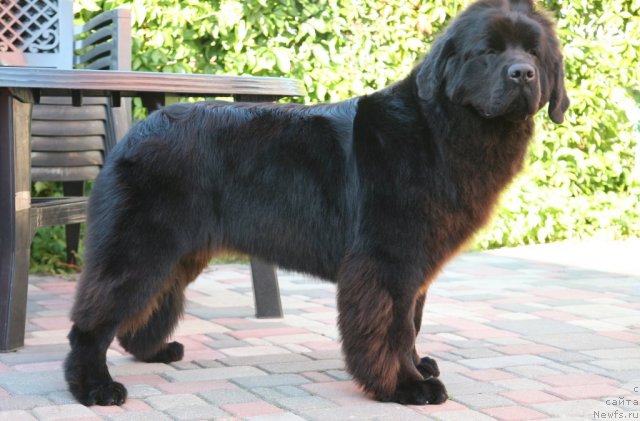 Фото: ньюфаундленд Сент Джонс Хендсел фо Ми (Sent Djons Handsel for Me)