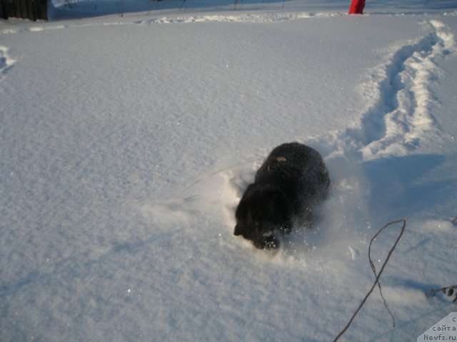 Фото: ньюфаундленд Дар Свезы Юника Сагитта (Dar Svezy Unika Sagitta)