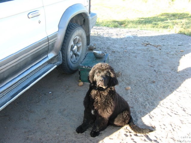 Фото: ньюфаундленд Плюшевая Панда Уоол Одри Арт - 2 (Plushevaya Panda Uool Odri Art-2)