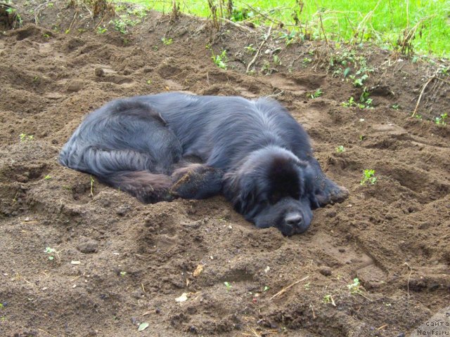 Фото: ньюфаундленд Акватория Келвин Кадриль (Aquatoriya Kelvin Kadril)