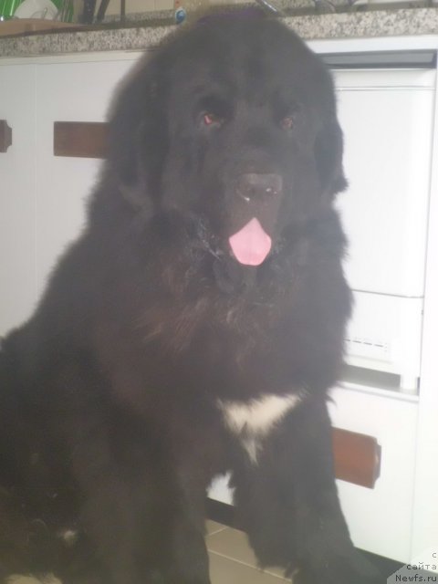 Фото: ньюфаундленд Питерньюф Чао-Какао
