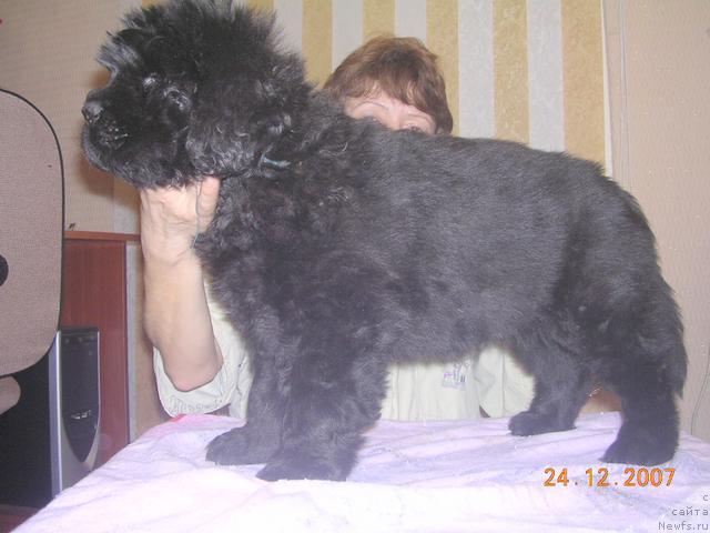 Фото: ньюфаундленд Жан Вельможный  из Медвежьего Яра