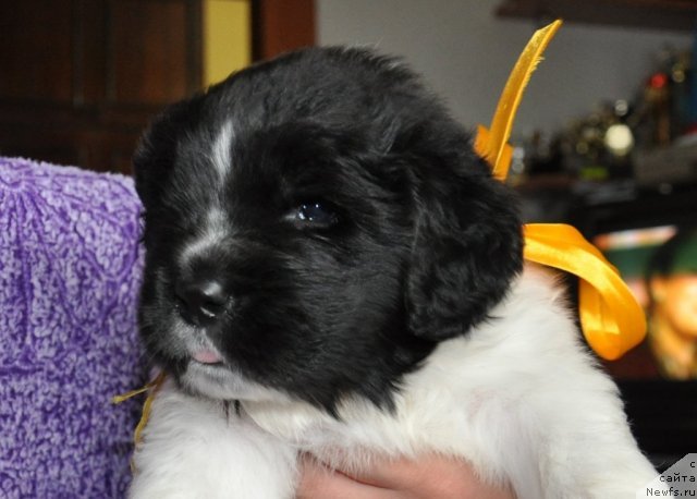 Фото: ньюфаундленд Кара Аюлар Баронесса Симпатико (Kara Aular Baronessa Simpatiko)