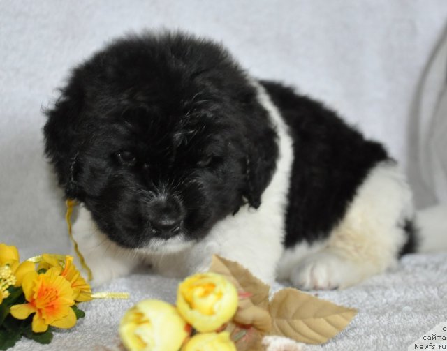 Фото: ньюфаундленд Кара Аюлар Баронесса Симпатико (Kara Aular Baronessa Simpatiko)