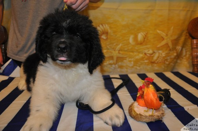 Фото: ньюфаундленд Кара Аюлар Баронесса Симпатико (Kara Aular Baronessa Simpatiko)