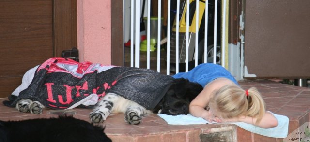 Фото: ньюфаундленд Аквиан Сонг Зеро Гравити (Akvian Song Zero Graviti)