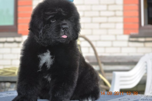 Фото: ньюфаундленд Звездный Дар Агасси (Zvezdnij Dar Agassi)