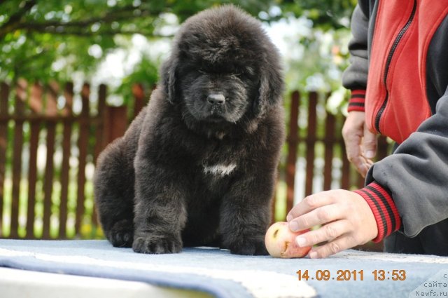 Фото: ньюфаундленд Звездный Дар Афродита (Zvezdnij Dar Afrodita)