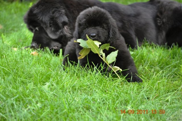 Фото: ньюфаундленд Звездный Дар Афродита (Zvezdnij Dar Afrodita)