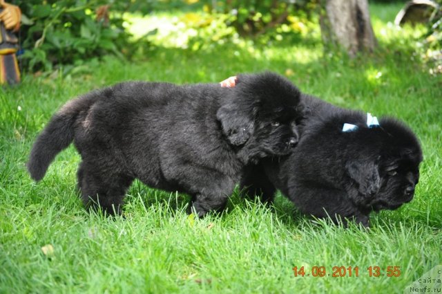 Фото: ньюфаундленд Звездный Дар Афина для Берега Дона (Zvezdnij Dar Afina dlja Berega Dona), ньюфаундленд Звездный Дар Афродита (Zvezdnij Dar Afrodita)