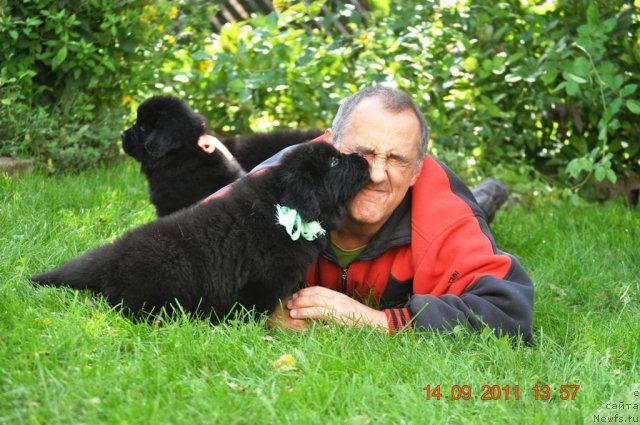 Фото: F.Aktuganov, ньюфаундленд Звездный Дар Афина для Берега Дона (Zvezdnij Dar Afina dlja Berega Dona), ньюфаундленд Звездный Дар Афродита (Zvezdnij Dar Afrodita)