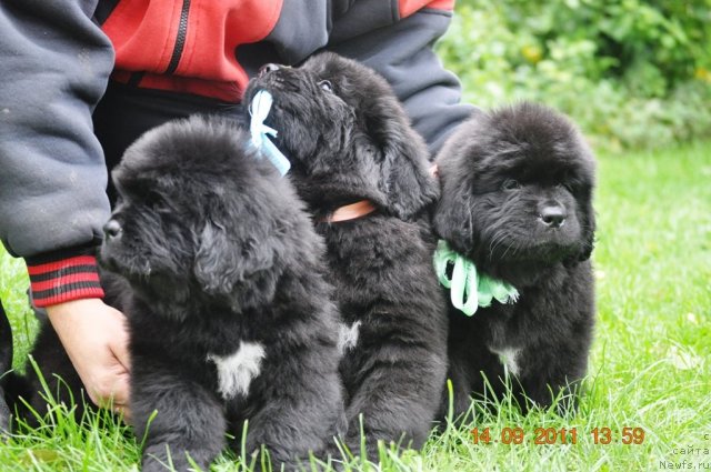 Фото: ньюфаундленд Звездный Дар Агасси (Zvezdnij Dar Agassi), ньюфаундленд Звездный Дар Афродита (Zvezdnij Dar Afrodita), ньюфаундленд Звездный Дар Афина для Берега Дона (Zvezdnij Dar Afina dlja Berega Dona)