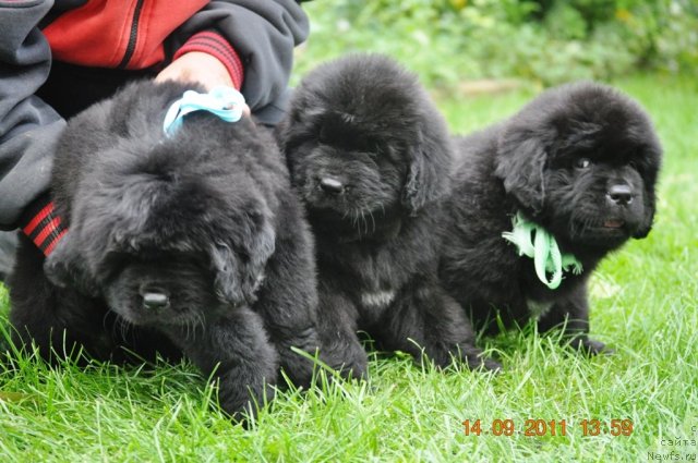Фото: ньюфаундленд Звездный Дар Агасси (Zvezdnij Dar Agassi), ньюфаундленд Звездный Дар Афродита (Zvezdnij Dar Afrodita), ньюфаундленд Звездный Дар Афина для Берега Дона (Zvezdnij Dar Afina dlja Berega Dona)