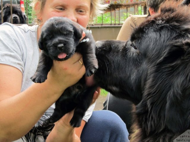 Фото: ньюфаундленд Потап Фелиция (Potap Felicia)