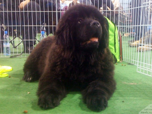 Фото: ньюфаундленд Потап Я