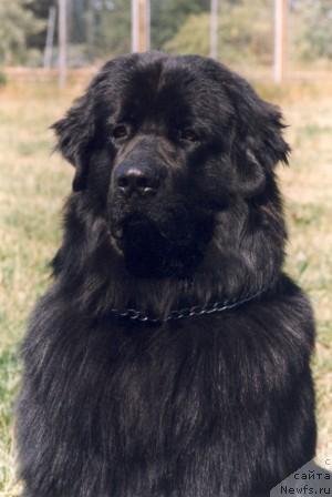 Фото: ньюфаундленд Смигар Галл (Smigar Gall)