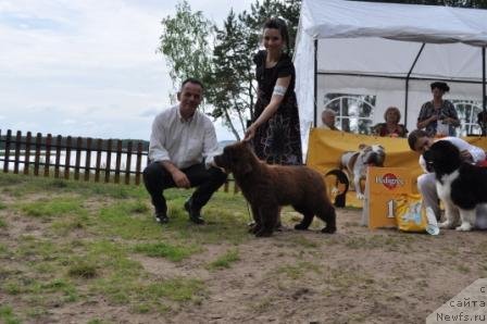 Фото: ньюфаундленд Акватория Келвин Редс Бегин энд Вин (Aquatoriya Kelvin Reds Begin and Win)